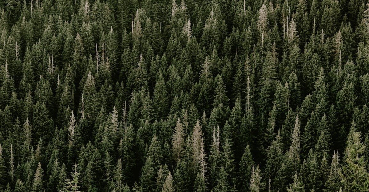 Nachhaltige Holzpaletten